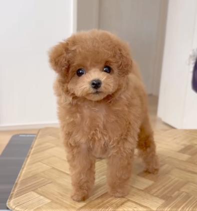 לאה היא פודל מקסימה בת