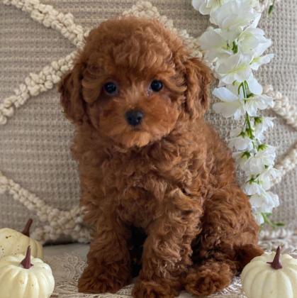 יש לנו גורי פודל זכרים