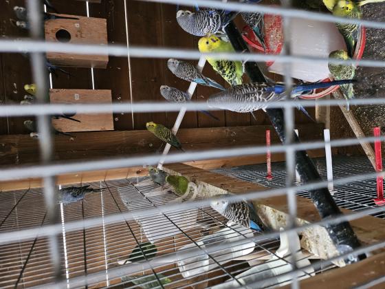 תוכונים במיגוון צבעים