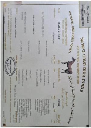 סוסה בת 4 שניםבהריון 8