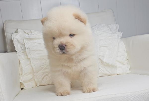 שובוני צאו רמה מאוד