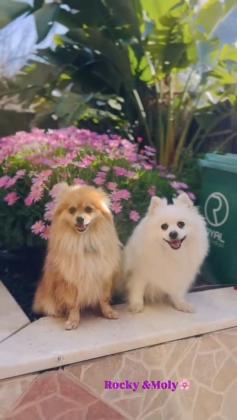 למכירה גורי פומרניאן יפיפיים 3