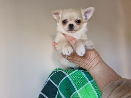 גור צ'יוואווה זכר מקסים, כדור קטן