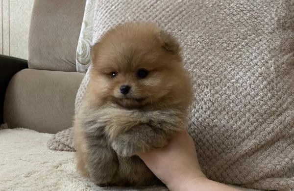 גורי פומרניין בצבע קרם נמסרים