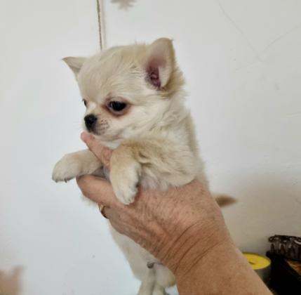 גור ציוואווה שיער ארוך זכר