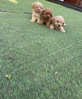 גורי מלטיפווו יפייפים רמה ממש