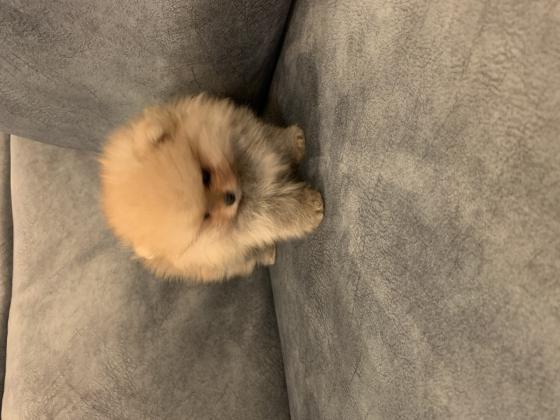 גורי פומרניין דובי בצבע קרם