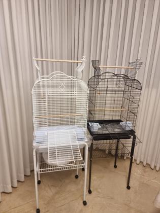 גוזל גרינציק האכלת יד גמול