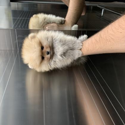 גורי פומרניין דובי בצבע קרם