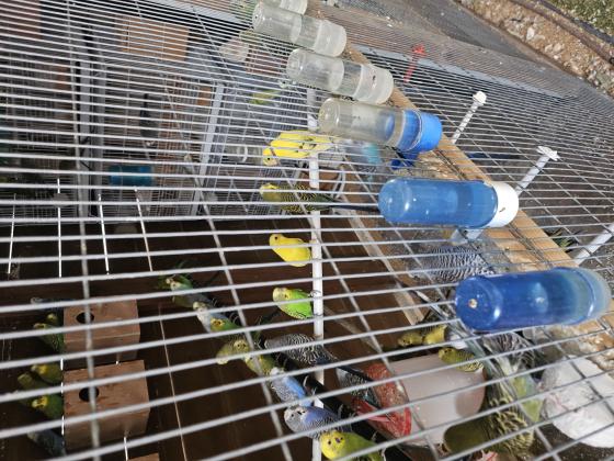 תוכונים במיגוון צבעים