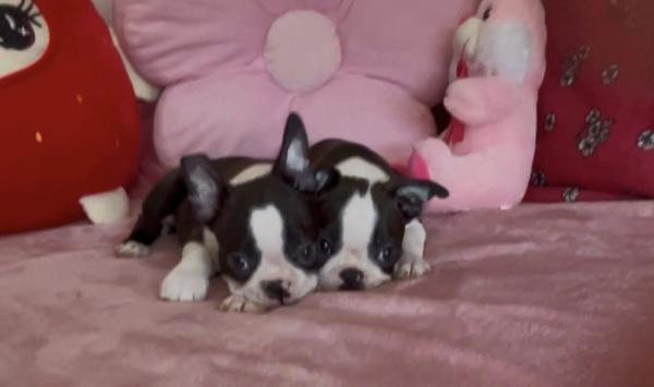 בוסטון טרייר עם תועות יוחסין