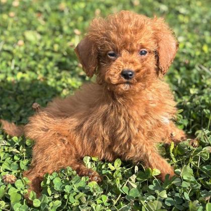 יש לנו גורי פודל זכרים