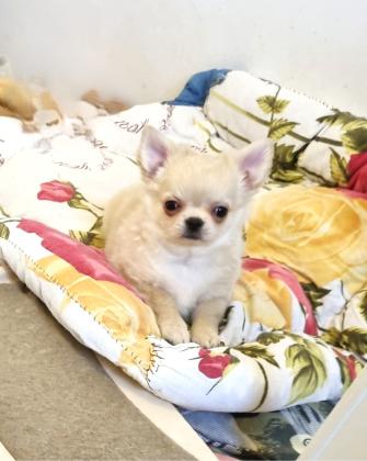 גור צ'יוואווה זכר מקסים, כדור קטן