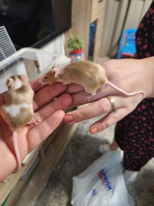 מיני עכברים בני חודשיים למכירה