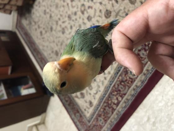 ציפור אהבה האכלת יד לא