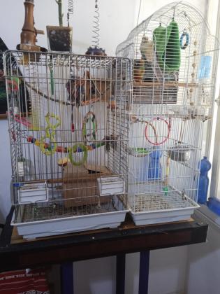 זוג גרינצ'יקים בני 3 מתוקים