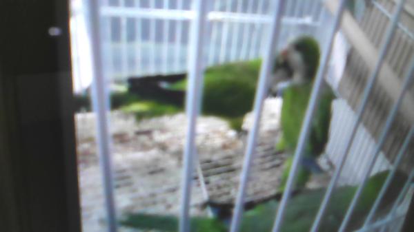 למכירה 4 תוכים יפים וחמודים