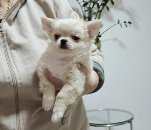 גור ציוואווה שיער ארוך זכר