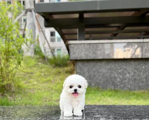 יש לנו גור בישון פריז