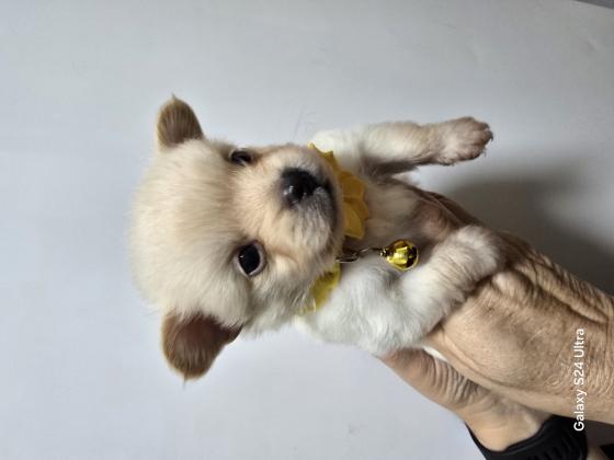 5 גורים מעלפים ויפים עם