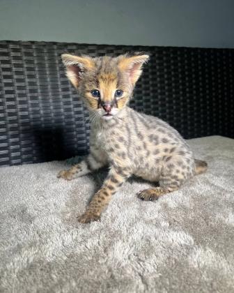 גורי סוואנה מקסימים לאימוץ לכל