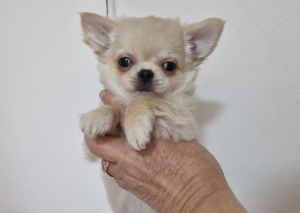 גור ציוואווה שיער ארוך זכר