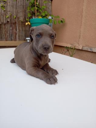 תחש מעורב,אחרי חיסון ראשון ותילוע