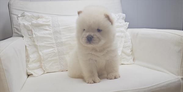 שובוני צאו רמה מאוד