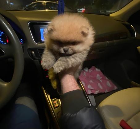 גורי פומרניין דובי בצבע קרם