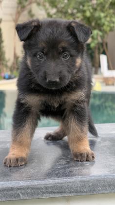 גור רועה גרמני נשאר נקבה אחרונה גזעית