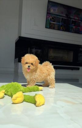 גור פודל מקסים לאימוץ חינם,