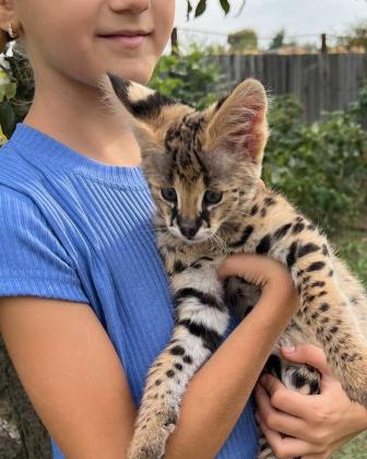 גורי סוואנה מקסימים לאימוץ לכל