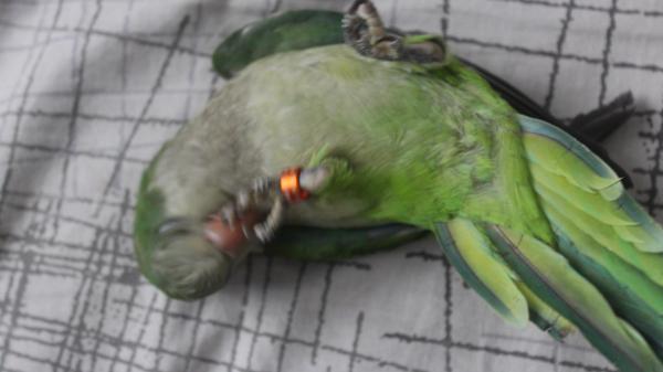 אכלת יד ברמה גבוהה, יפה,מדבר