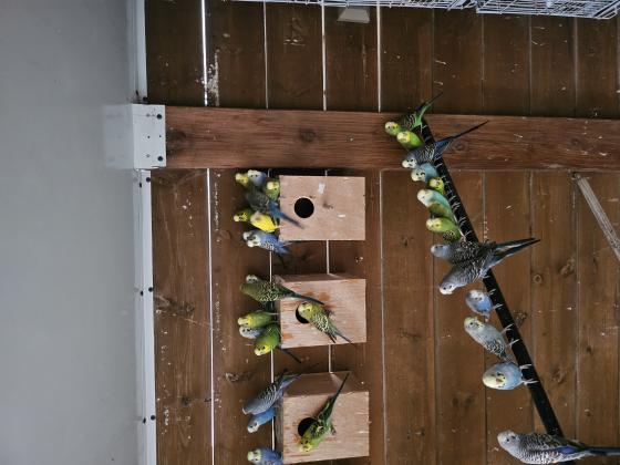 תוכונים במיגוון צבעים