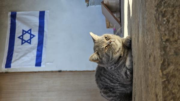 חתול סקוטי מתוק