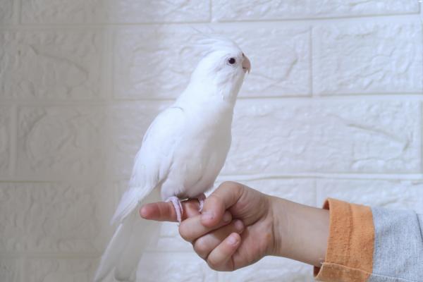 תוכי קוקטייל לבן עם עיניים