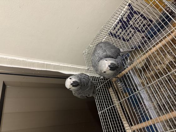 גאקו בן 3 חודשים שתי גוזלים יפות