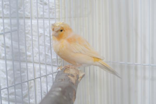 זוג כנריות (כנראה זכר ונקבה)