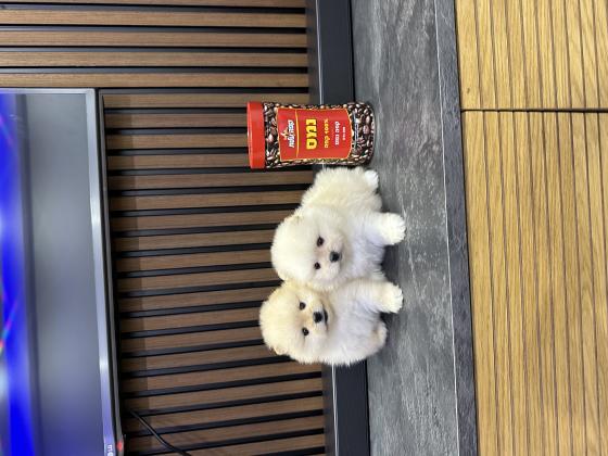 גורים פומרניין לבנים כולל חיסונים דובי