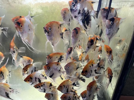 סקלרים מארבל מגידול בייתי גדלים