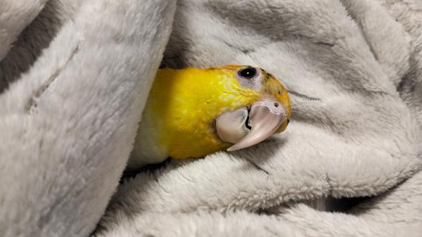 קאיק נקבה ג'ינג'ית גזעית מהממת