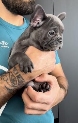 גורי בולדוג צרפתי צבע בלו