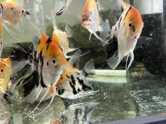 סקלרים מארבל מגידול בייתי גדלים