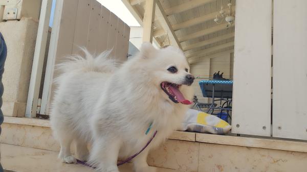 גורי פומרניאן מהממים למכירה ✨גורים