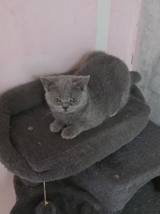 גורים סקוטי בני 4 חודש