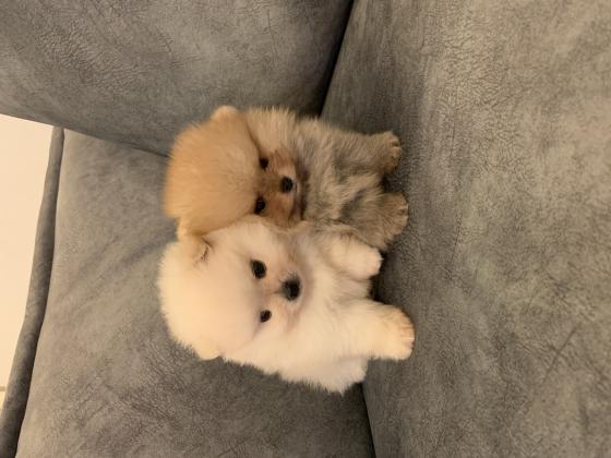 גורי פומרניין דובי בצבע קרם