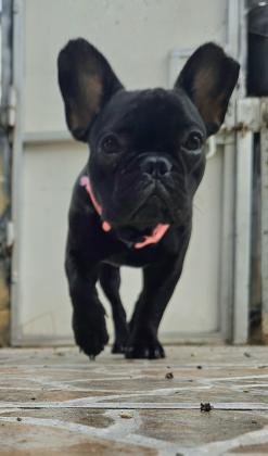 בולדוג צרפתי מנומר מיוחד בן