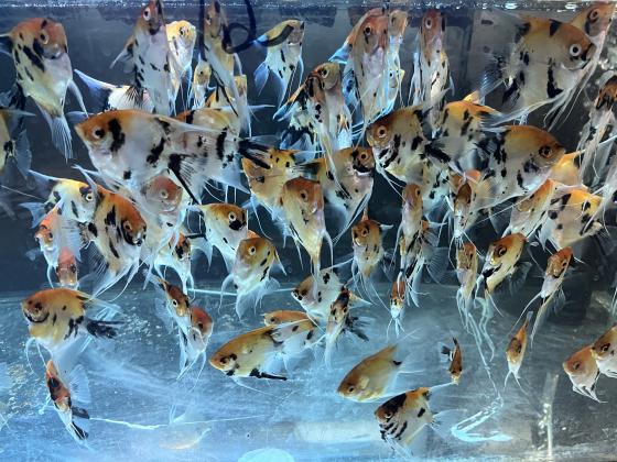 סקלרים מארבל מגידול בייתי גדלים