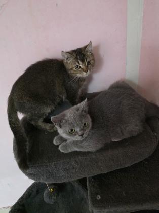 גורים סקוטי בני 4 חודש