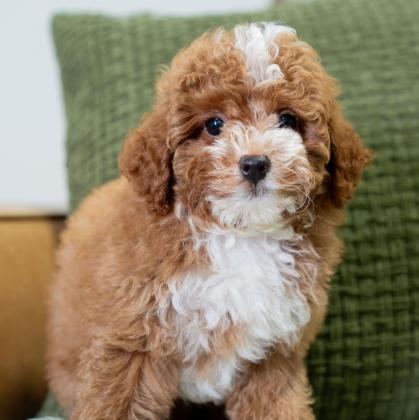 יש לנו גורי פודל זכרים